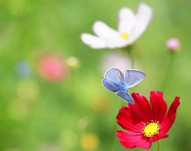 Bokningssidan är nu öppen